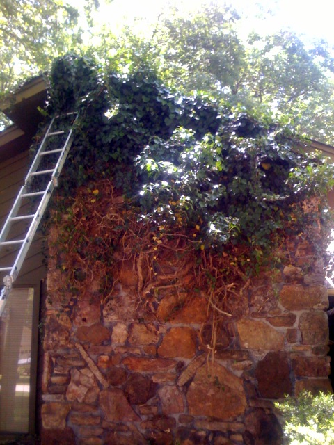ivy_before_david_ballard